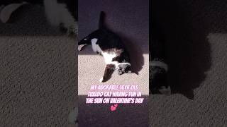 My adorable 16yr old tuxedo cat having fun in the sun on Valentine's Day🥰 #cats #catsofyoutube #cute