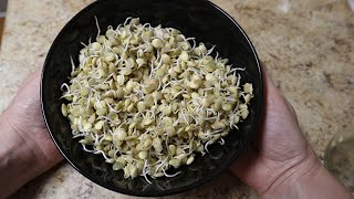 How to Sprout Lentils: A Fresh Vegetable From Your Pantry?!