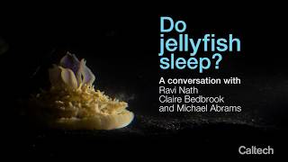 Do Jellyfish Sleep?
