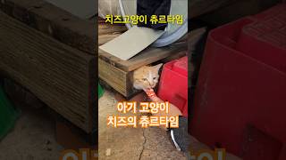 치즈고양이 츄르타임(팩토리😼고양이) #고양이 #cat