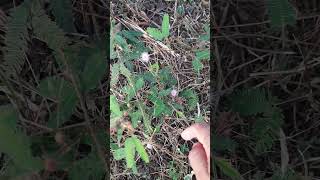 Mimosa pudica ( Touch me not) plant closing its leaves when touched