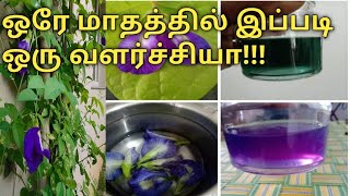 ஒரே மாதத்தில் இப்படி ஒரு வளர்ச்சியா!!!  Sangu Poo Medicinal Plants