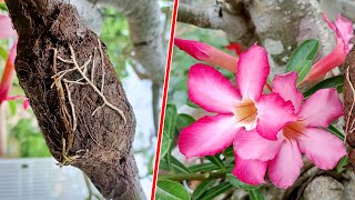 Propagate Adenium Flower Plants From Recycled Plastic Bottles, Live Trees Are Very Healthy