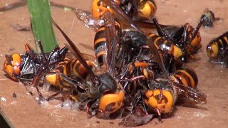 How to make a trap of Giant hornets