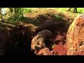 WEB EXTRA: Two baby elephants rescued from a pit Sri Lanka