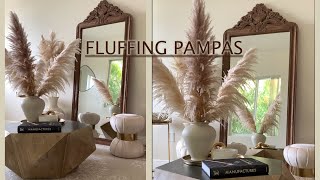 How to FLUFF PAMPAS GRASS