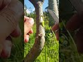 turn it into a superior one #graftingtechniques #avocadografting #grafting #shortfeed #graft #short