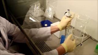 Transformation von Plasmiden in E. coli/Transformation of plasmids in E. coli (Eng Sub)