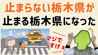 【横断歩道の一時停止】止まらない栃木県が、止まる栃木県に！【群馬と栃木の「おとなり劇場」】