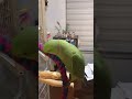 🦜 #parrot #petparrot #indainringneckparrot #cutebirds #tampa #cutepets