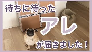 ついに到着！おまめの反応はいかに！？　パグのおまめの毎日　Its OMAME The Pug