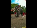 ഊക്കൻ കുഞ്ചു vs അനീഷേട്ടൻ പുതിയ തുടക്കം kerala elephants aana premi