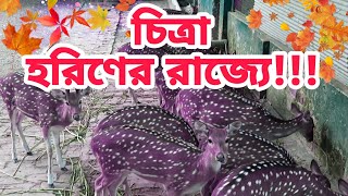 এ যেন সুন্দরবনের চিত্রা হরিণের সাম্রাজ্য!