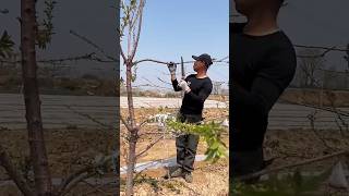 The process of crowning and tying trees