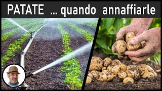 PATATE, QUANDO ANNAFFIARE (cuando regar las patatas, when to water the potatoes)