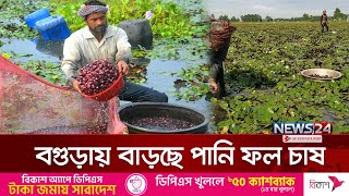 বগুড়ায় বাড়ছে পানি ফল চাষ | Water Fruit Cultivation | News24