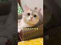 【鈍鈍的日常】不愛請不要傷害 可愛 tiktok cutecats 貓咪 萌寵