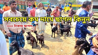 ৩০০ টাকায় ছাগল পাবেন এই হাটে। স্বপ্ন নয় সত্য মাত্র ১২০০ টাকায় খাসি ৩০০ টাকায় পাটি।