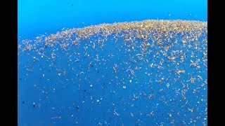 Panning Gold from incinerated and crushed RAM Chips