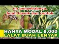 CARA AMPUH BASMI LALAT BUAH || HANYA MODAL 6,000 LALAT BUAH LENYAP