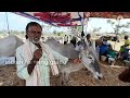 hemagiri danagala jatre part 5 hallikar bull hallikar ox cattle fair in karnataka