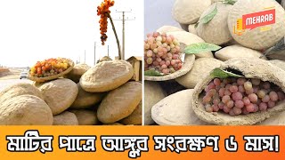 প্রাচীন যে উপায়ে আঙ্গুর সংরক্ষণ করেন আফগান কৃষকেরা? Afghan Method To Preserve Grapes - Mehrab Hasan