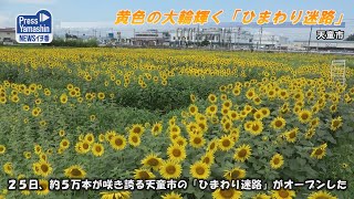 黄色の大輪輝く「ひまわり迷路」　天童市