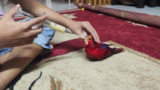 Moluccan Red Lory (Lallu)  hand feeding!😍 Part-2