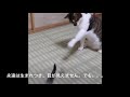 〔全盲の子猫〕目を忘れて生まれてきちゃったよ　永遠の毎日