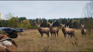 DRIVEN DEER HUNTING. killed two