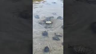 Turtles helping each other in times of need