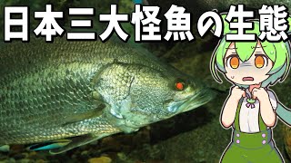 日本三大怪魚「ビワコオオナマズ・アカメ・イトウ」の生態【ずんだもん解説】