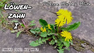 Löwenzahn 1/3 • Pflanze, Blätter, Blüten | Für Kinder erklärt