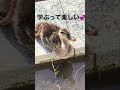 学習し成長🌍世界を広げる🐥小ガモ🐤学びは楽しいね💕