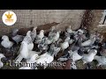 Pigeon for sale @600 in Bangalore| Urban pets House