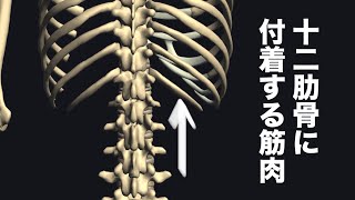 十二肋骨周りに付着する筋肉を解説してみた