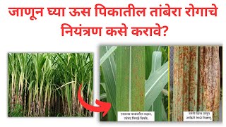 ऊस तांबेरा रोग नियंत्रण | usavaril tambera rog | sugarcane rust control