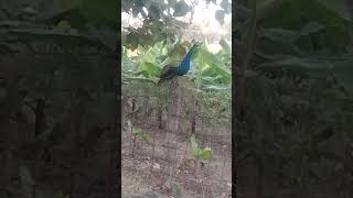 அழகு மயில் 🦚🦚