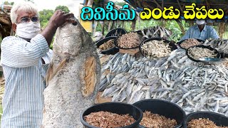 Diviseema Dry Fish Market  | Vijayawada Street Food | ఎండు చేపల మార్కెట్ | Amazing Food Zone