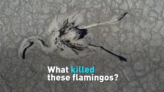 What killed these flamingos in Turkey?