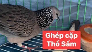 Ghép cặp chim cu gáy THỔ SẤM @Sangle123  ( VIDEO 84 )