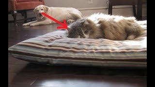 猫にベッドを奪われてしまった哀れな犬たち【癒される】