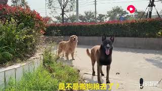 金毛和馬犬抓住主人的軟肋，用魚竿威脅主人，結果主人離傢出走