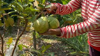 Farmer Harvesting Cutting Guava Fruit in Green Farm.