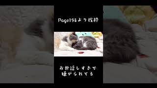 ただ姉が妹の毛繕いをするだけの動画　#shorts #家族 #猫  #ねこ  #ネコ #可愛い #姉妹 #姉 #妹 #毛繕い