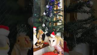 ふくろうサンタ🎅とMerry Christmas #フクロウ #owl #ふくろう #barnowl #メリークリスマス#Merry Christmas#cute