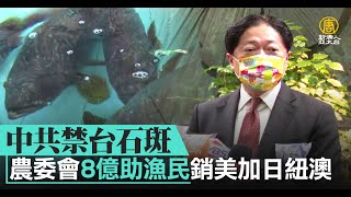 中共禁台石斑 農委會8億助漁民銷美加日紐澳