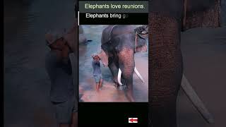 true story of the elephant whisperer   #youtubeshorts #oscars2023 #shorts #trending  @techdarsh