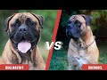 Bullmastiff VS Boerboel - Breed Differences & Similarities