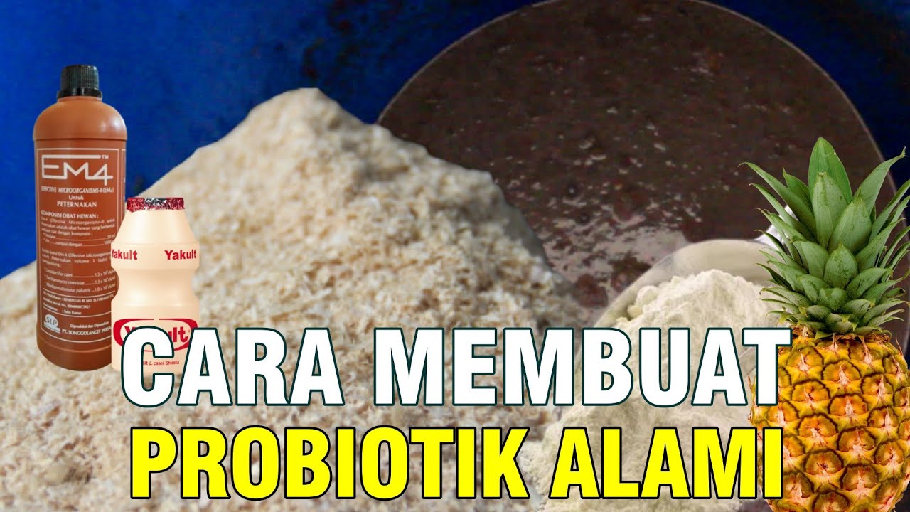 Cara Membuat Probiotik Pakan Ternak Bahan Fermentasi - YouTube